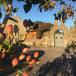 ENJOYABLE SICILY GROUP TOUR: EXPLORE SICILY'S CUISINE, WINES AND BAROQUE CITIES FROM CATANIA VIA PALERMO TO SYRACUSE