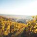 Reise in die Champagne