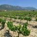  Weintour durch die Region Rioja Alavesa in Spanien 